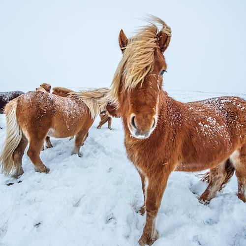 Chevaux islandais