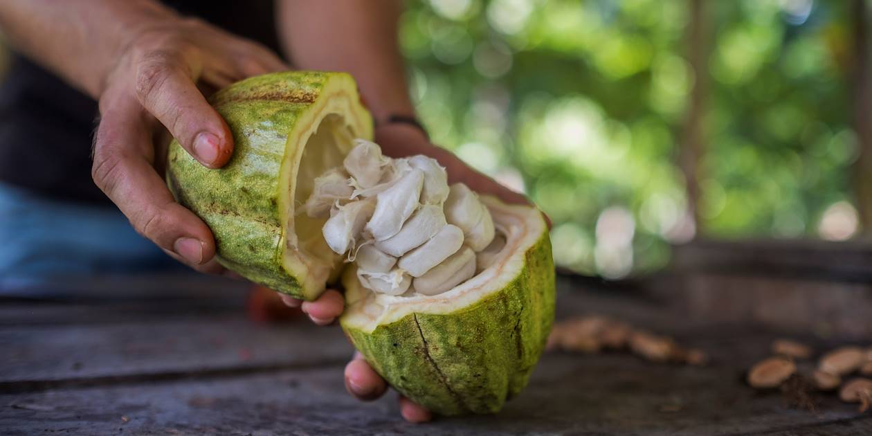 Découverte du cacao en République Dominicaine