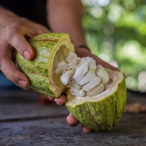 Découverte du cacao en République Dominicaine