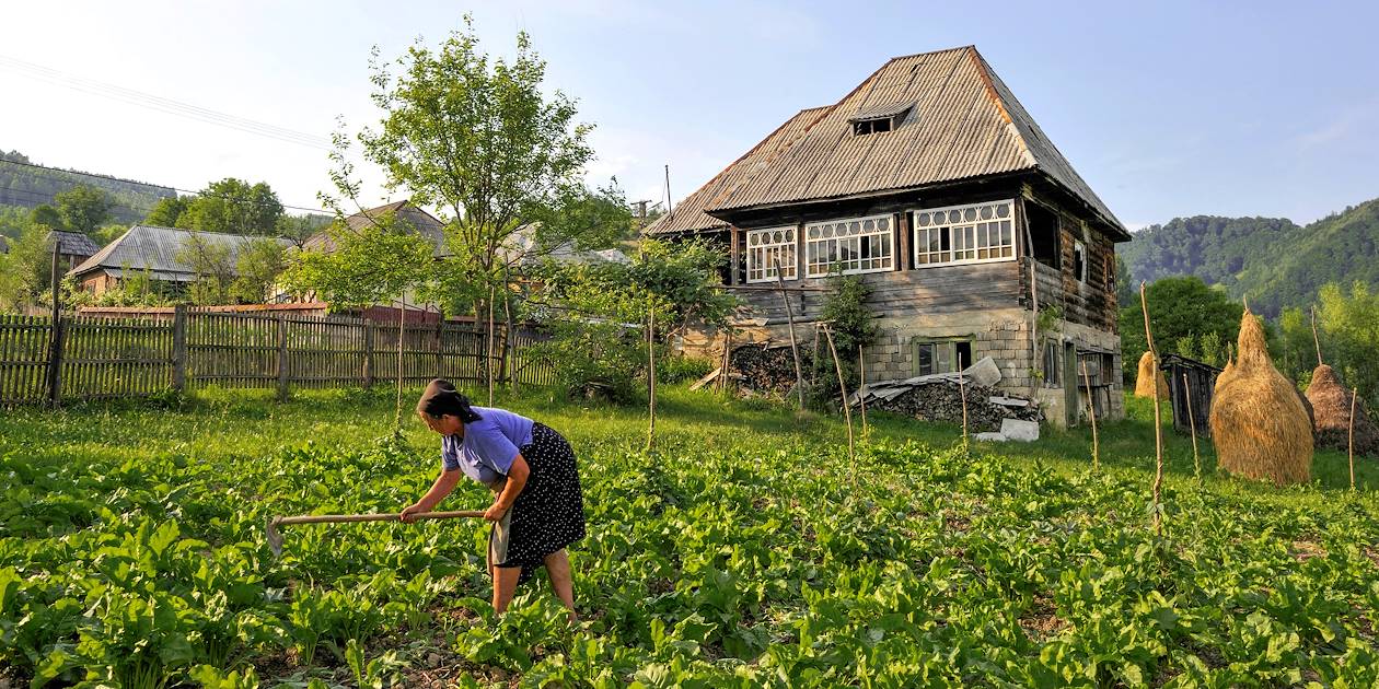 Agricultrice dans la vallée de l'Iza - Région du Maramures - Roumanie