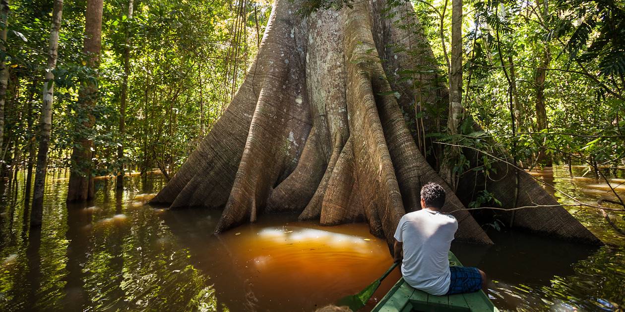 Les arbres géants de la forêt d'Igapó - Brésil