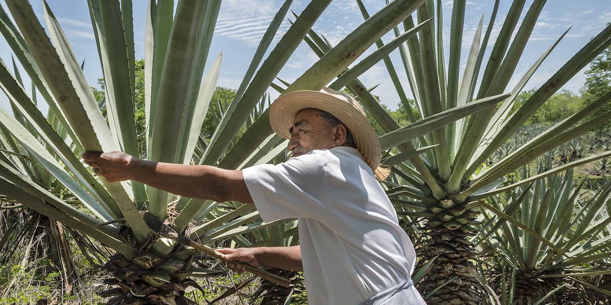 Fermier dans une plantation d'henequen - Merida - Mexique