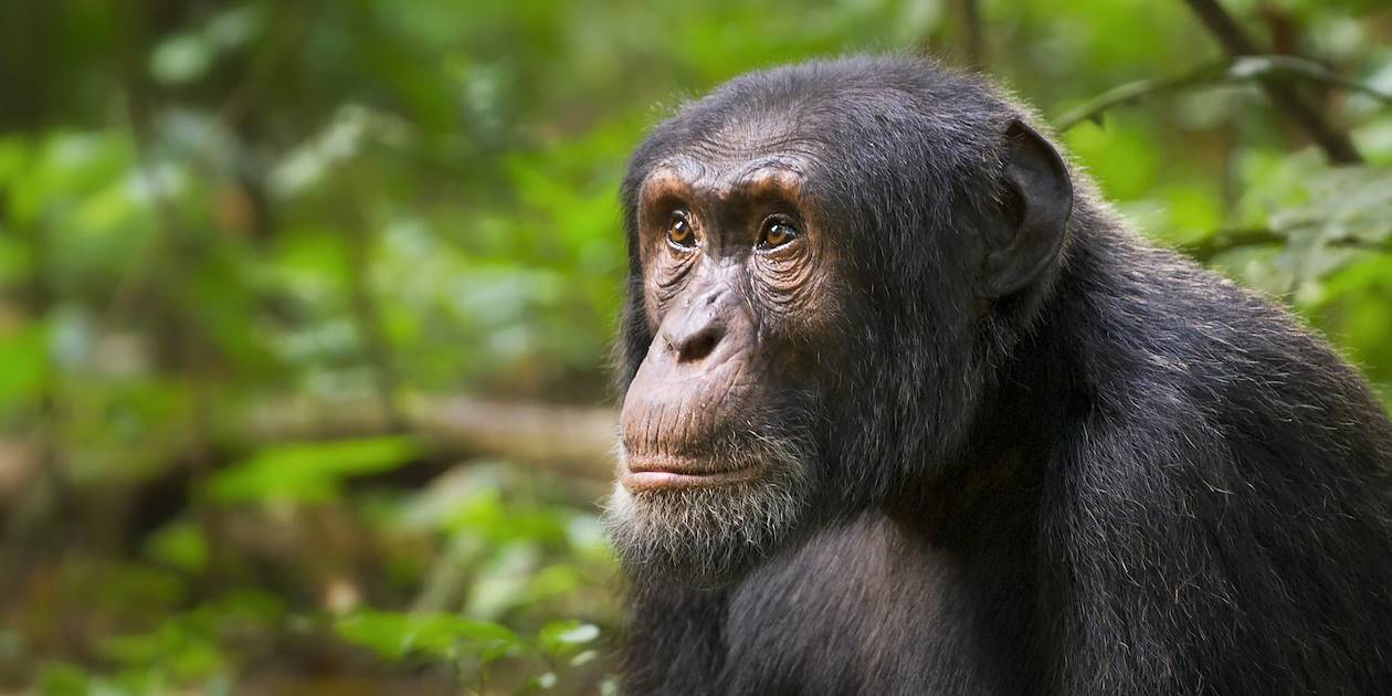 Chimpanzé - Parc National de Kibale - Ouganda