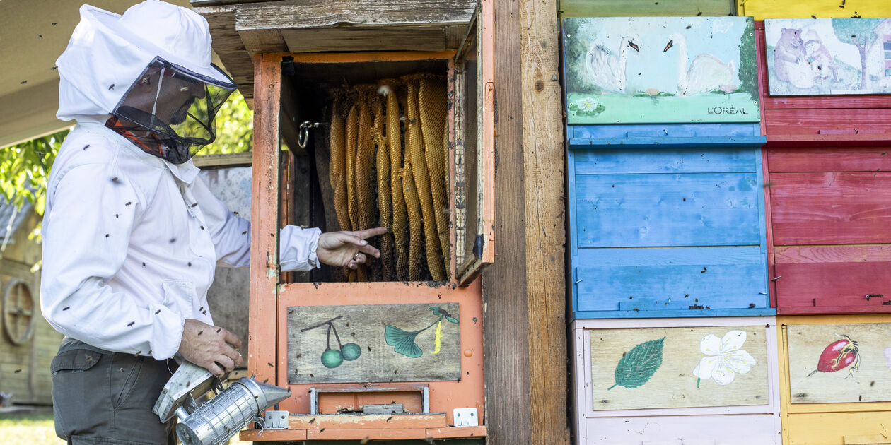 Slovénie, royaume des abeilles : rencontre avec la famille Ambrozic, apiculteurs à Bled - Slovénie
