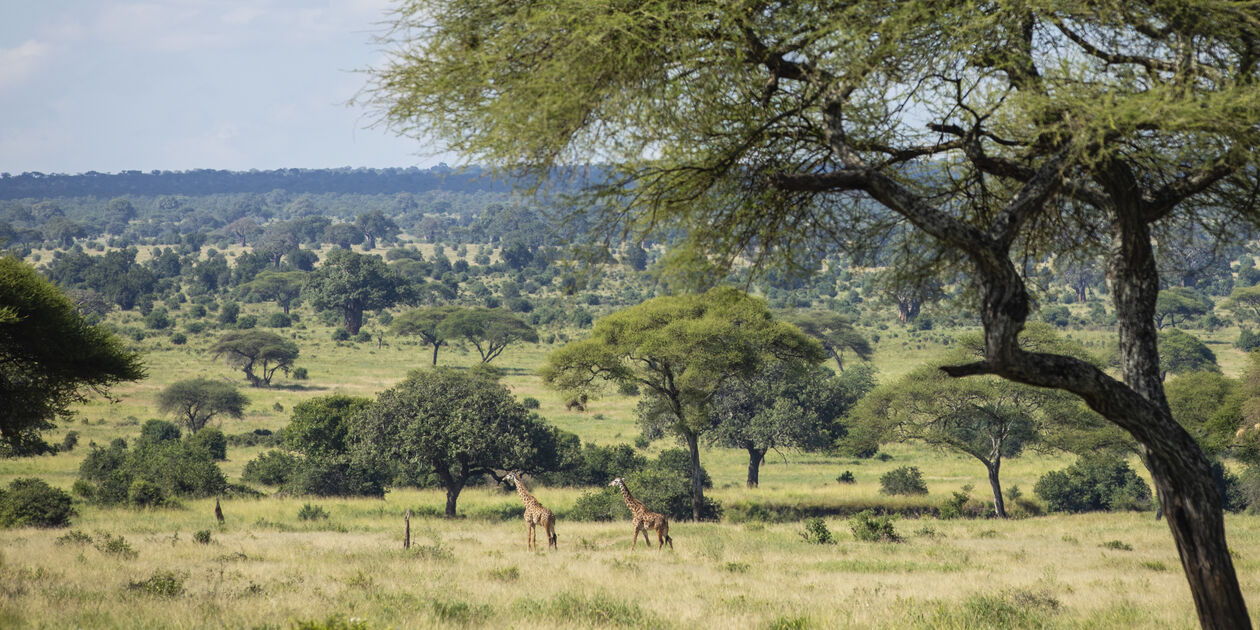À la découverte du Parc National du Tarangire - Parc du Tarangire - Nord - Tanzanie