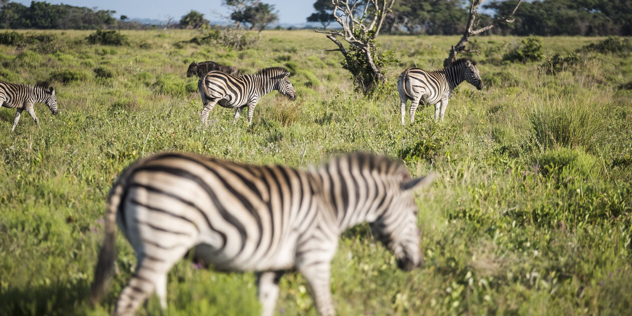 Troupeau de zèbres dans le parc de la zone humide d’iSimangaliso - Santa Lucia - KwaZulu-Natal - Afrique du Sud