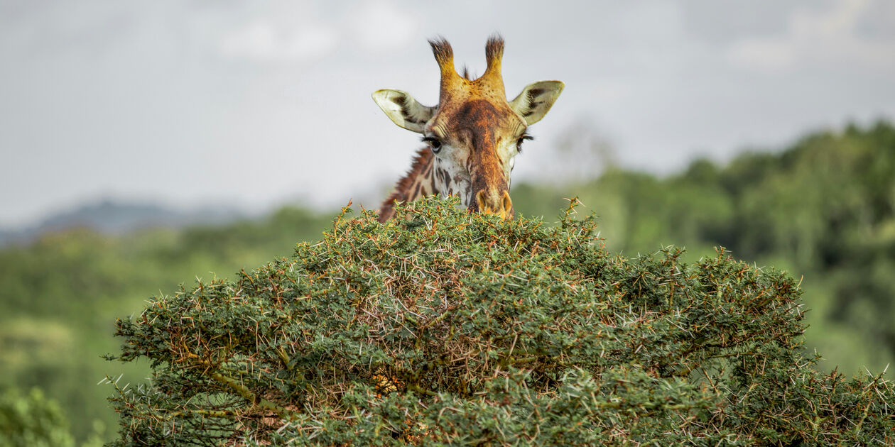 Rencontre avec les girafes - Tanzanie