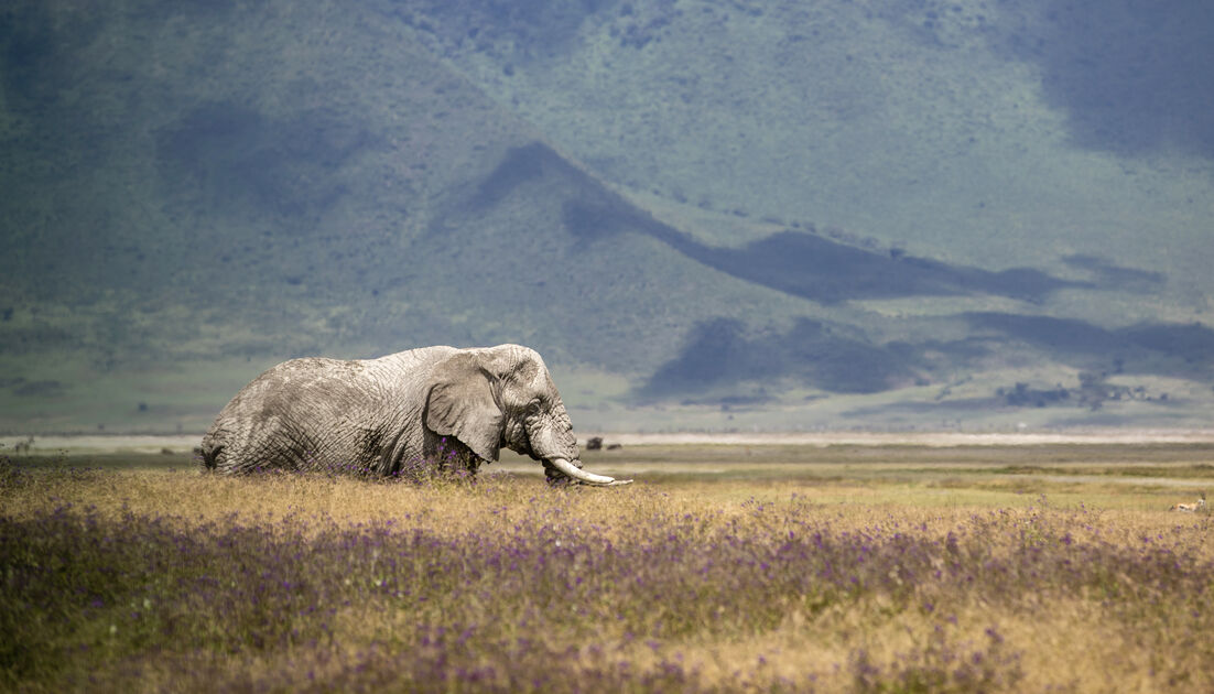 Safari au Cratère de Ngorongoro - Cratère de Ngorongoro - Nord - Tanzanie