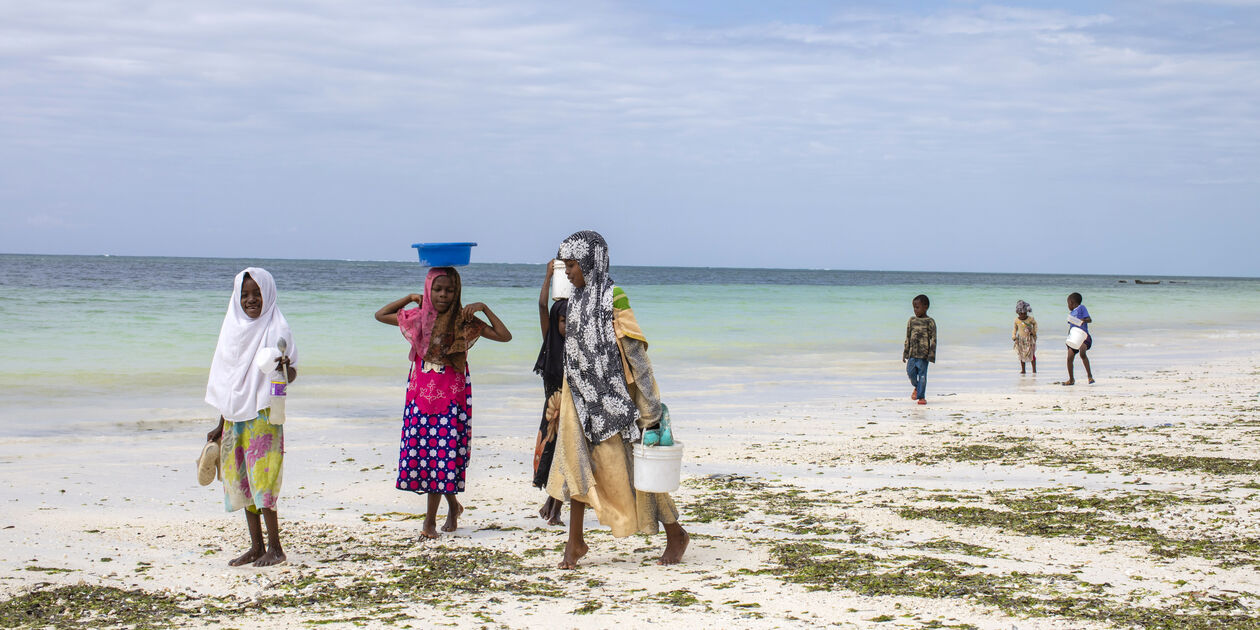 Sur les plages de Bwejuu - Bwejuu - Zanzibar Cote Est - Tanzanie