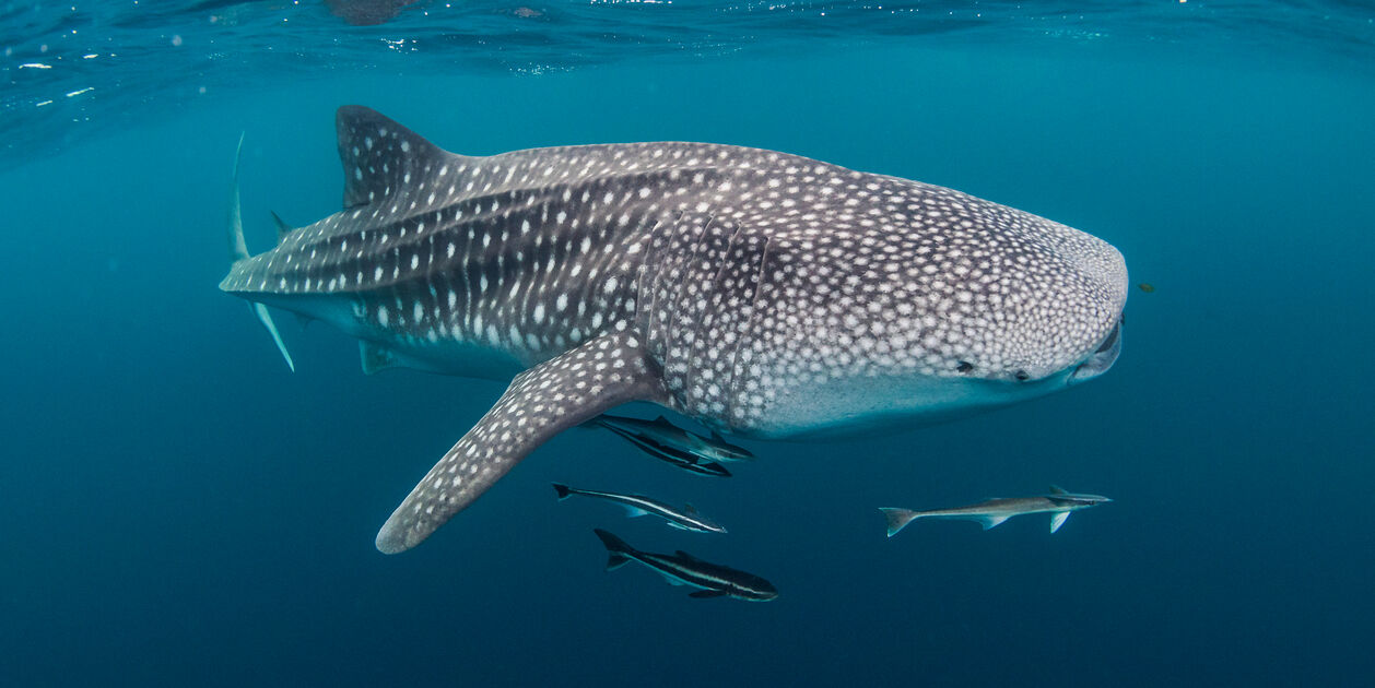 Rencontre avec les requins-baleines de Mafia Island - Tanzanie