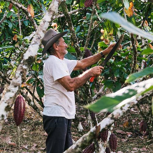 Rencontre avec la communauté Bribri et découverte de la fabrication du cacao - Costa Rica