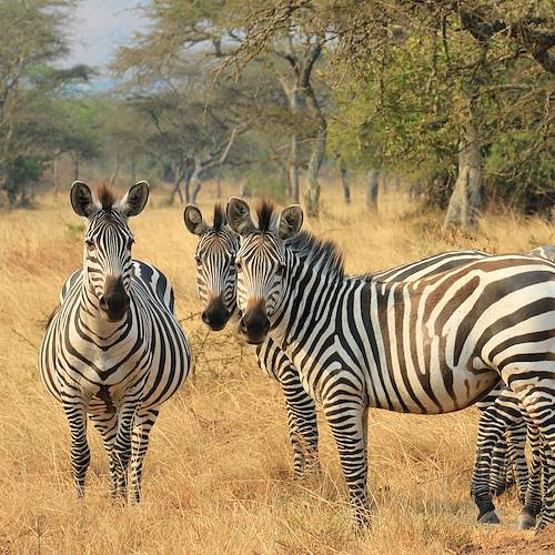 Troupeau de zébres - Lake Mburo National Park - Ouganda