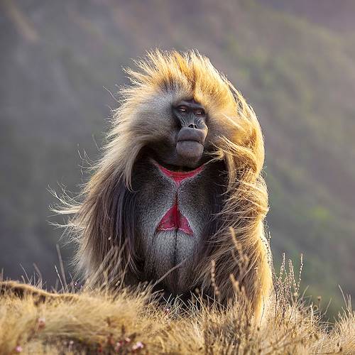 Gélada - Parc national du Simien - Ethiopie