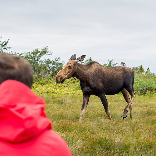 Observation d'un orignal - Parc national du Gros-Morne - Terre-Neuve-et-Labrador - Canada