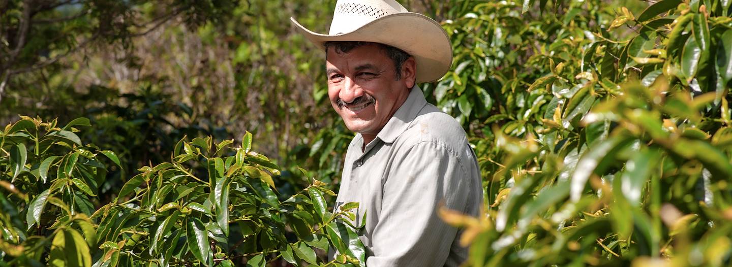 Plantations de café - Guatemala
