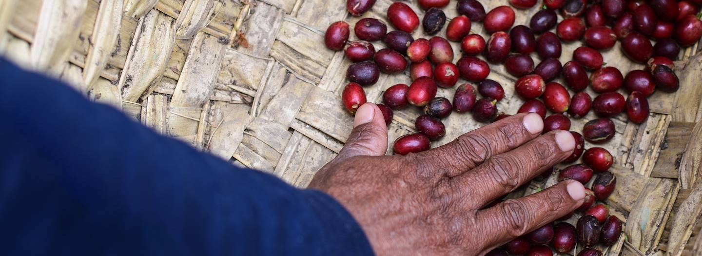 Découverte de plantations de café - Tanzanie