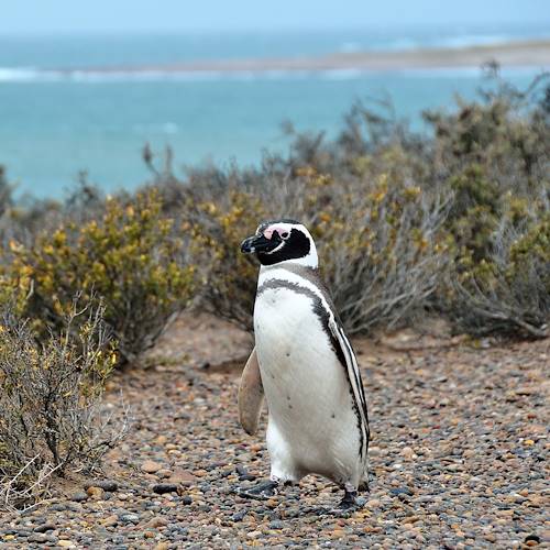 La réserve naturelle de Punta Tombo et sa colonie de manchot - Argentine