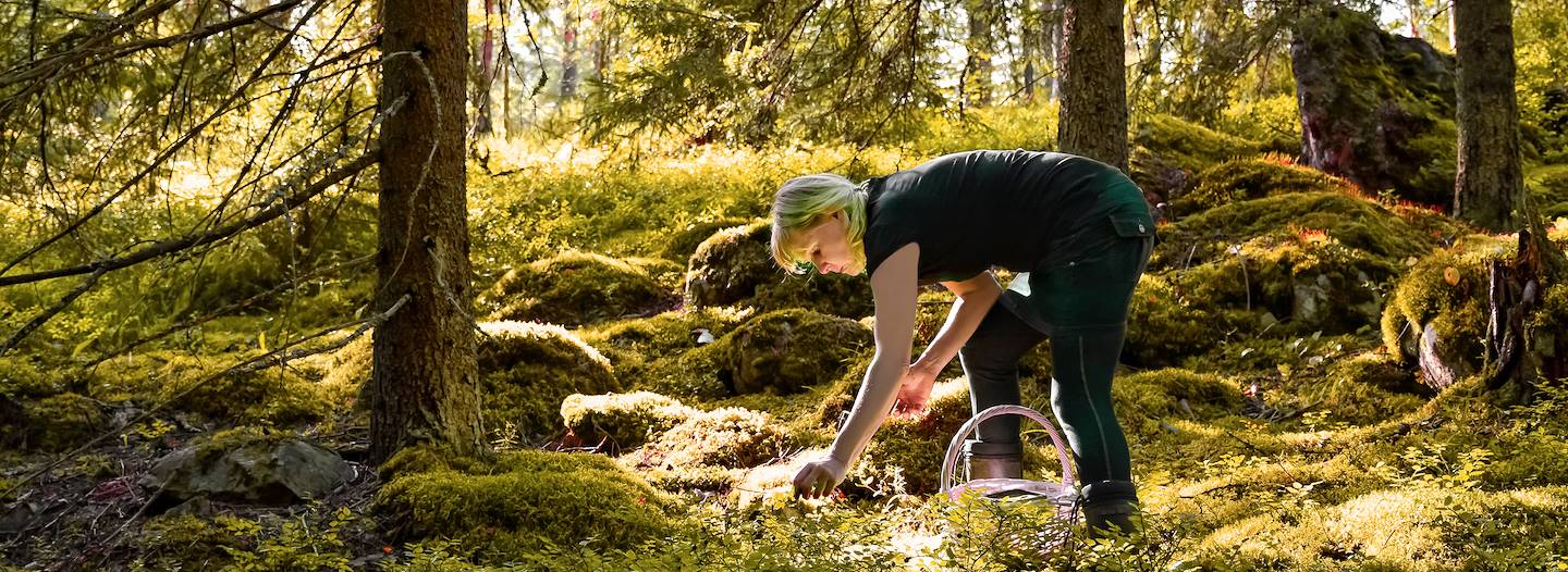 Cueillette des champignons dans la forêt - Finlande