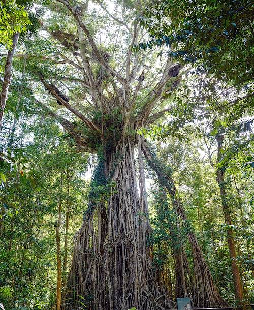 Observation de la faune et flore de la Rainforest - Cairns - Le Queensland - Australie