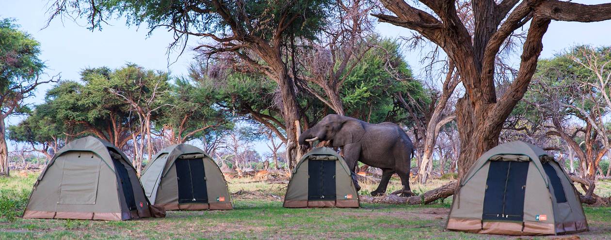 Buffalo Safari - Nuit sous tente - Botswana