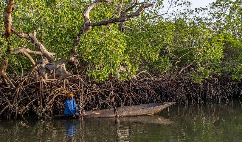 Mangroves dans la réserve de Kalissaye - Casamance - Sénégal