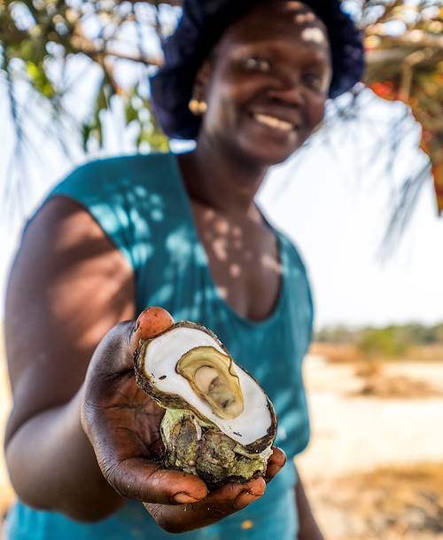 Pêche aux huîtres dans la réserve de Kalissaye - Casamance - Sénégal