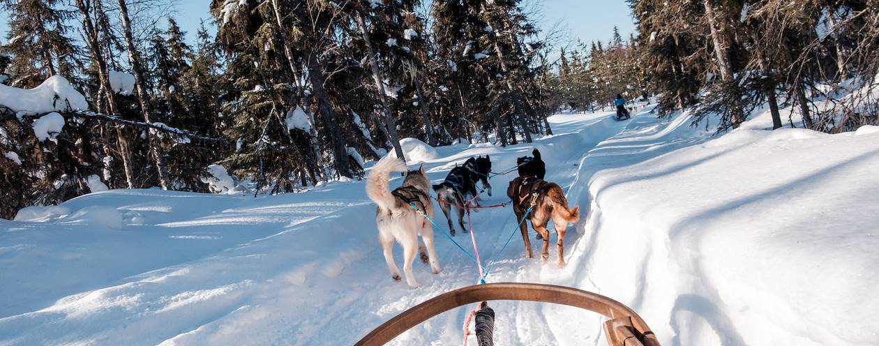 Safari en traîneau à chiens Husky à travers la forêt - Laponie - Finlande