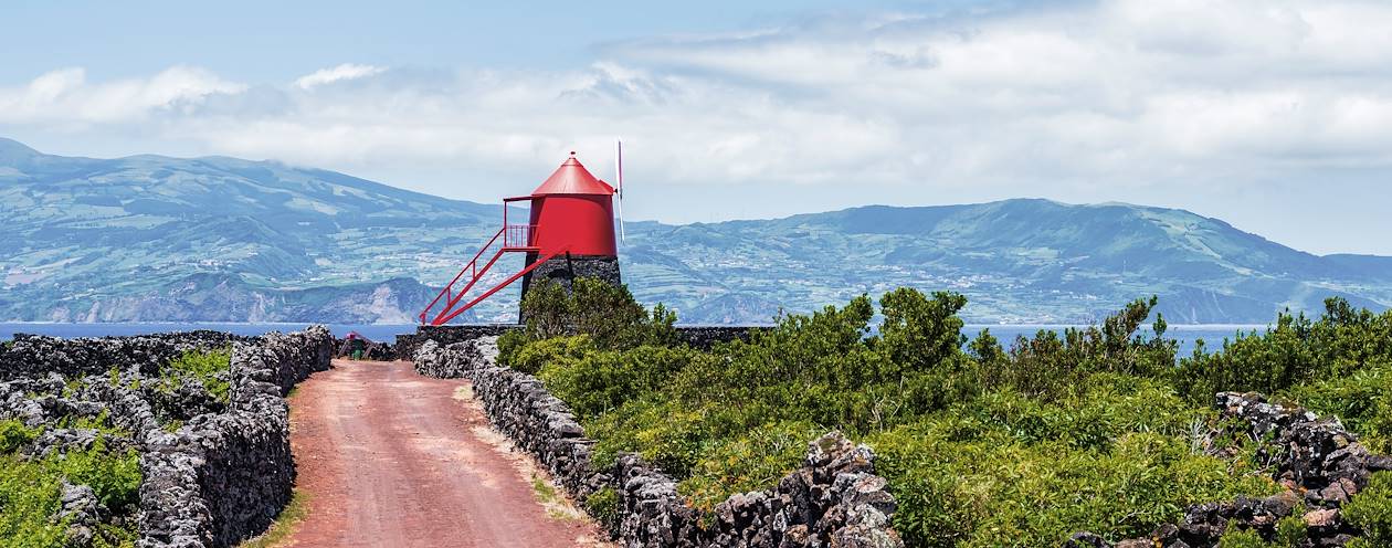 Vignes dans les roches volcaniques - Île de Pico - Açores - Portugal