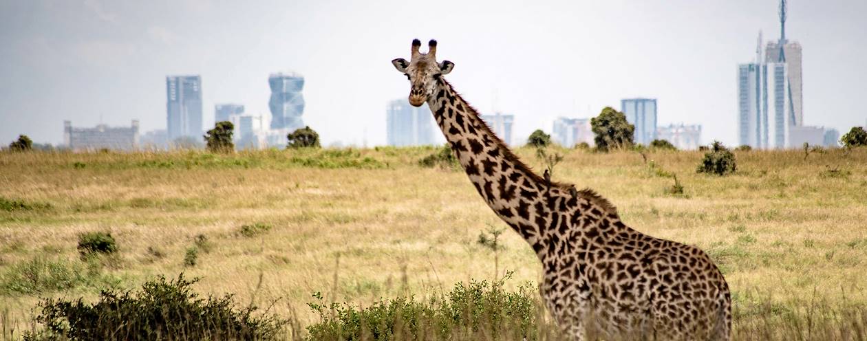 Girafes dans le parc national de Nairobi - Kenya