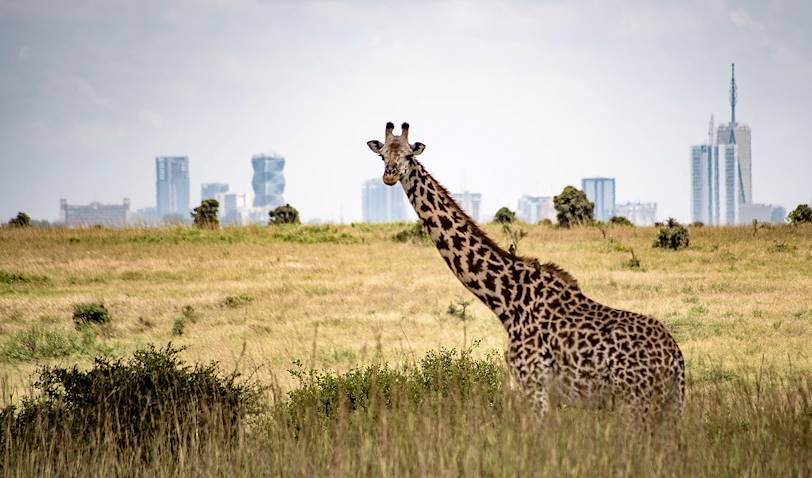 Girafes dans le parc national de Nairobi - Kenya