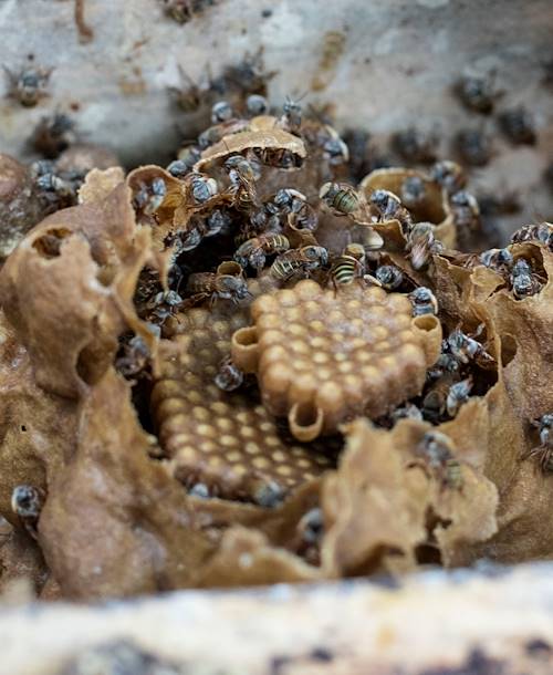 Découverte de la culture maya à Tekit : Ana, apicultrice, et son miel d'abeilles melipona - Yucatan - Mexique