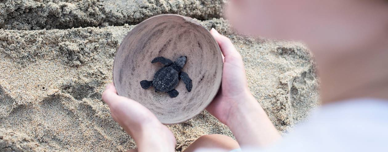 Rencontre au centre Palmarito, programme pour la conservation des tortues de mer -Puerto Escondido - Oaxaca - Mexique