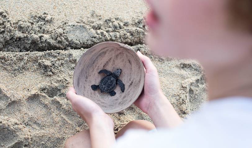 Rencontre au centre Palmarito, programme pour la conservation des tortues de mer -Puerto Escondido - Oaxaca - Mexique