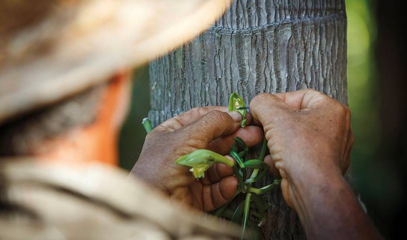 Fécondation manuelle de la vanille dans une vanilleraie de l'île - La Réunion