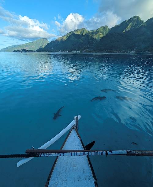 Découverte du lagon en pirogue traditionnelle - Moorea - Îles de la Société - Polynésie Française