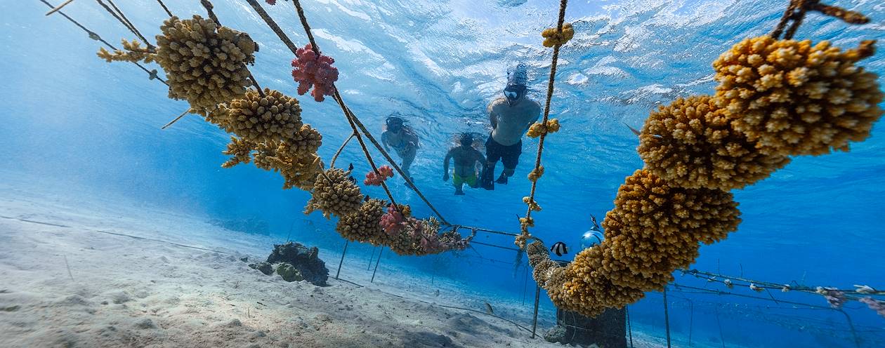 Restauration de coraux avec l’association Coral Gardeners - Moorea - Polynésie Française