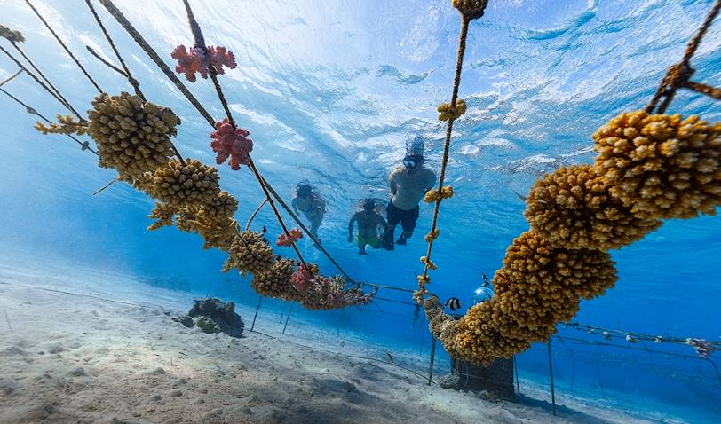 Restauration de coraux avec l’association Coral Gardeners - Moorea - Polynésie Française