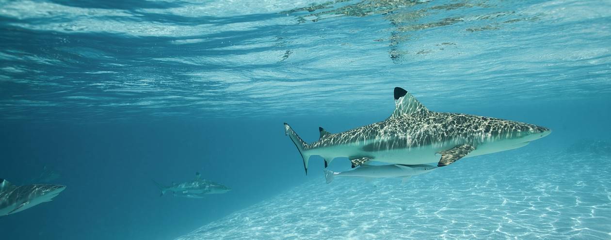Requins à pointe noire - Moorea - Archipel de la Société - Polynésie Française
