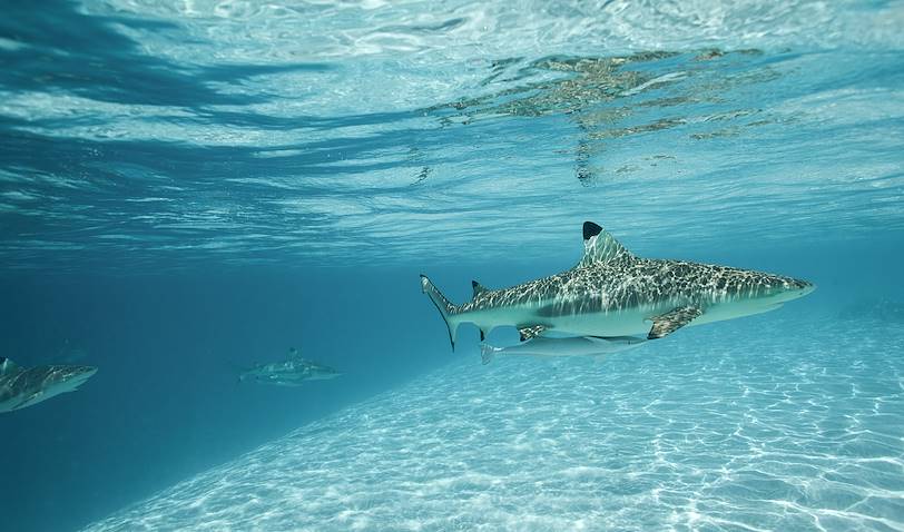 Requins à pointe noire - Moorea - Archipel de la Société - Polynésie Française