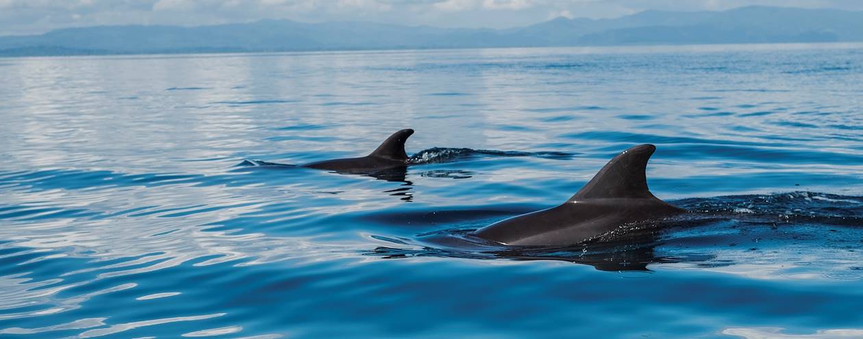 Rencontre avec des dauphins dans le Golfe Dulce - Golfe Dulce - Puerto Jimenez - Péninsule de Osa - Costa Rica