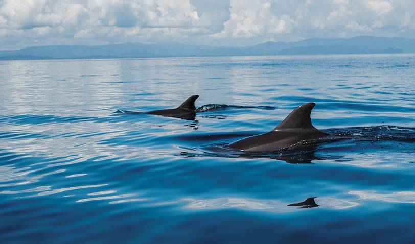 Rencontre avec des dauphins dans le Golfe Dulce - Golfe Dulce - Puerto Jimenez - Péninsule de Osa - Costa Rica