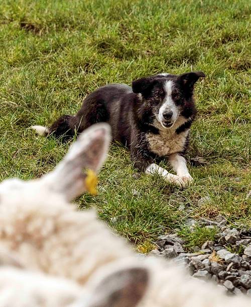 Rencontre avec un berger et son chien - Irlande
