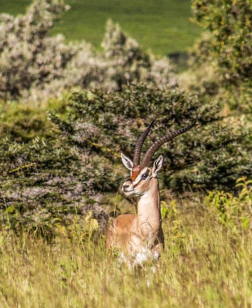 Mont Longonot - Vallée du Grand Rift - Kenya
