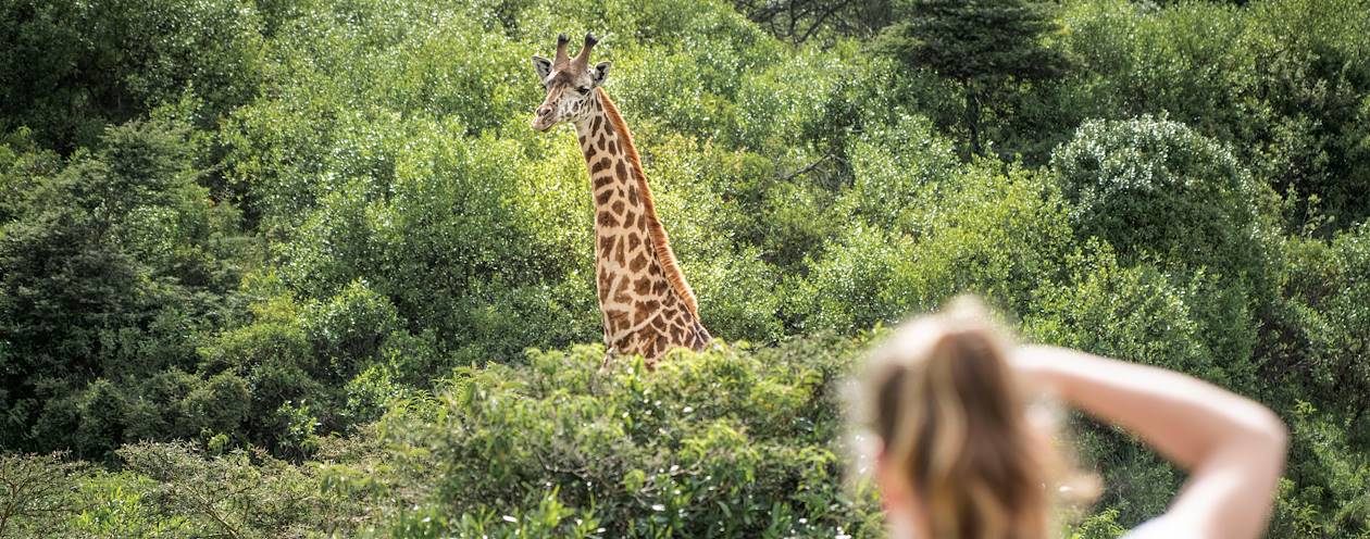 Rencontre avec les girafes dans le parc d'Arusha - Tanzanie