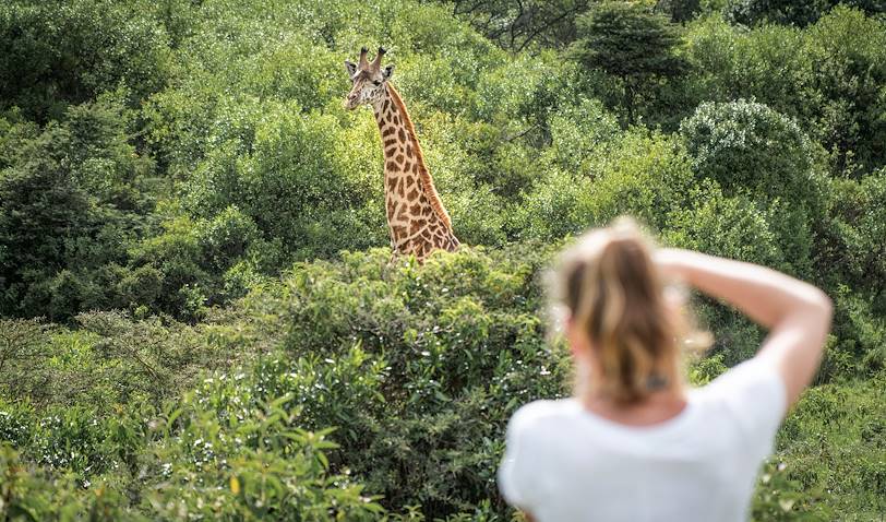 Rencontre avec les girafes dans le parc d'Arusha - Tanzanie