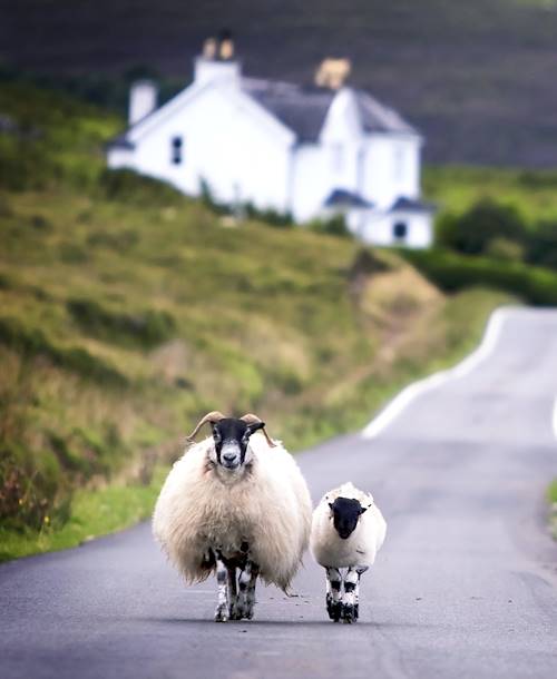 Moutons sur les routes écossaises - Royaume-Uni