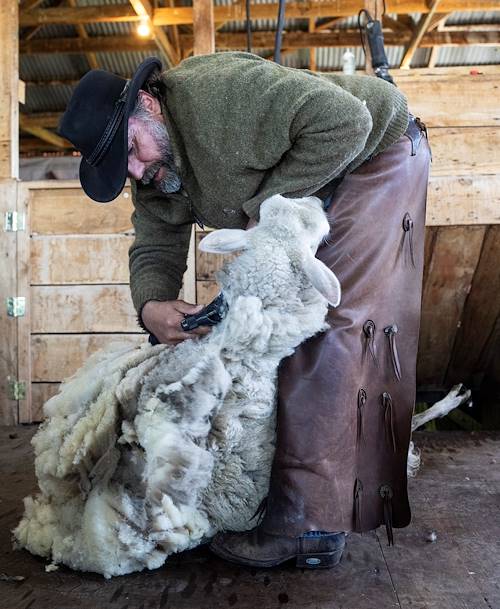 Découverte de la vie d'une estancia : tonte des moutons avec un gaucho - Puerto Natales - Magallanes - Chili