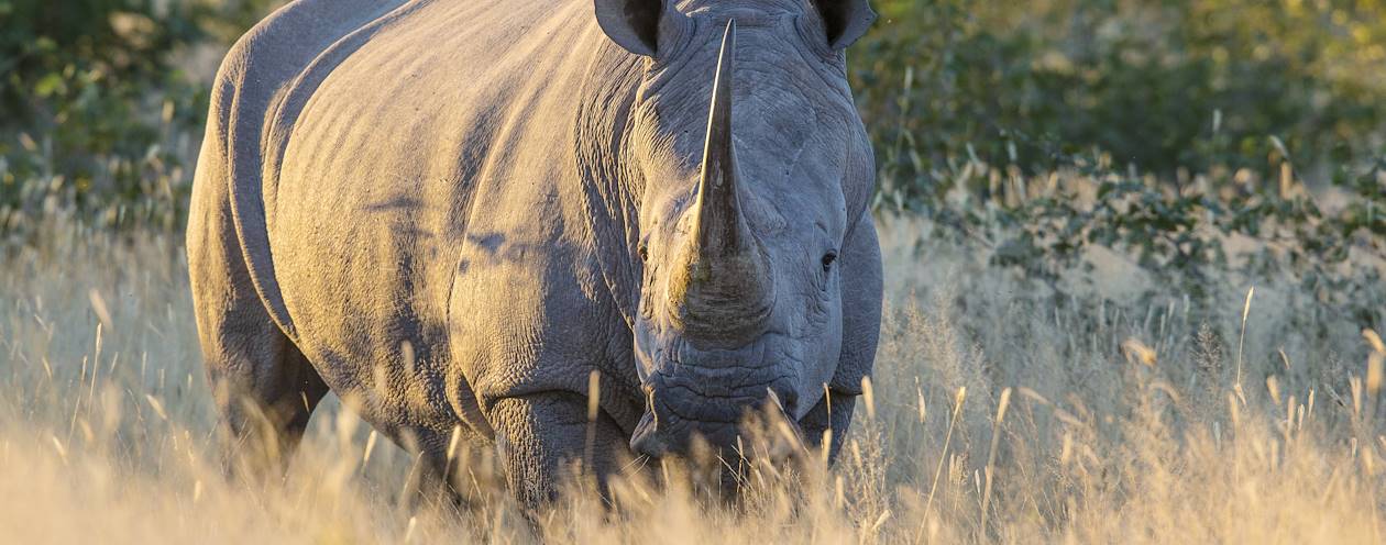 Rhinocéros blanc dans le Parc National d'Etosha - Namibie