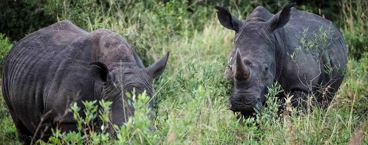 Safari en 4x4 dans la réserve de Hluhluwe-Umfolozi - Hluhluwe - KwaZulu-Natal - Afrique du Sud