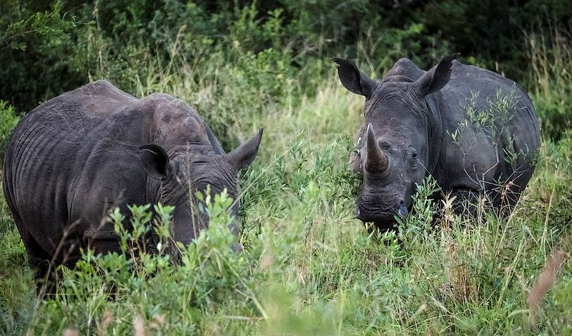 Safari en 4x4 dans la réserve de Hluhluwe-Umfolozi - Hluhluwe - KwaZulu-Natal - Afrique du Sud